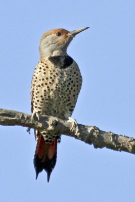 Northern Flicker