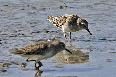 Western Sandpiper
