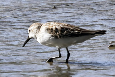 Western Sandpiper