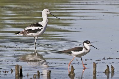 American Avocet