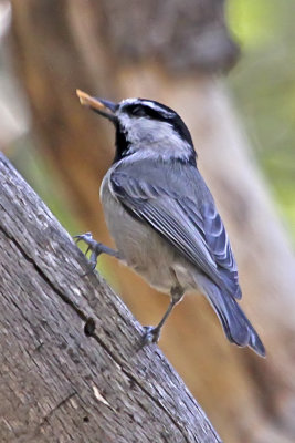Mountain Chickadee