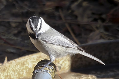 Mountain Chickadee