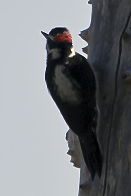 Acorn Woodpecker
