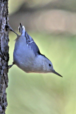 White-breasted Nuthatch