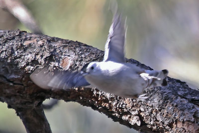 White-breasted Nuthatch