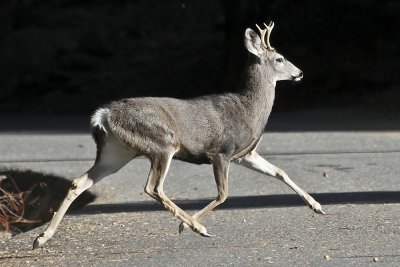 Mule Deer