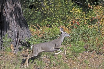 Mule Deer