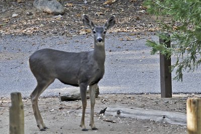 Mule Deer