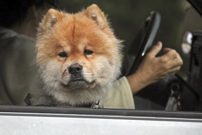 Chow Chow