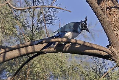Black-throated Magpie-Jay (Calocitta colliel)