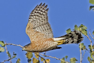Cooper's Hawk