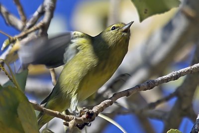 Orange-crowned Warbler