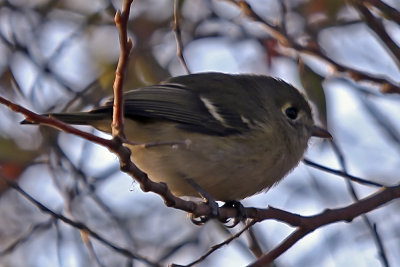 Hutton's Vireo