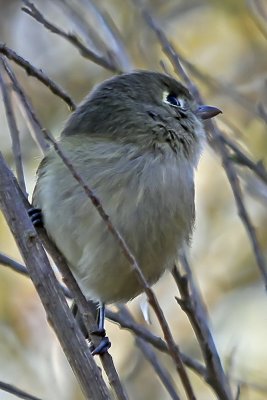 Hutton's Vireo