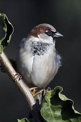 House Sparrow