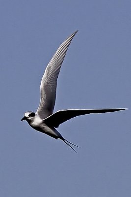 Forster'sTern