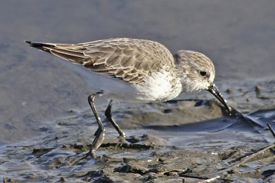 Least Sandpiper