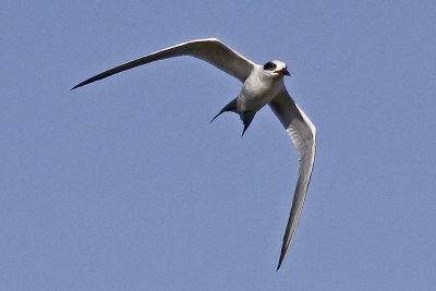 Forster'sTern