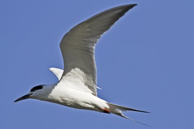 Forster'sTern