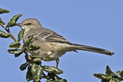 Northern Mockingbird