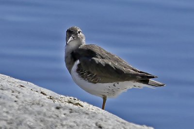 Spotted Sandpiper