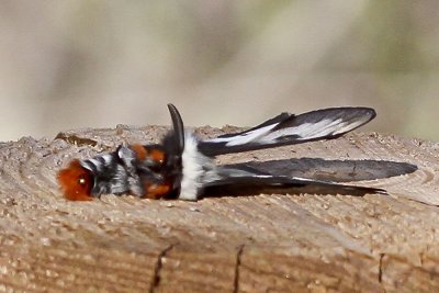 Nevada Buckmoth