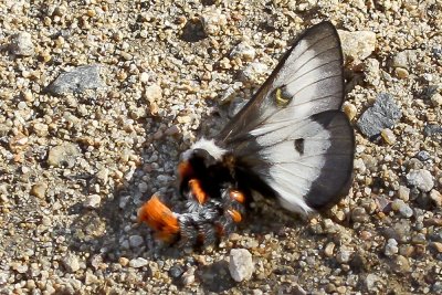 Nevada Buckmoth