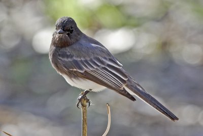 Black Phoebe