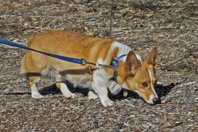 Pembroke Welch Corgi