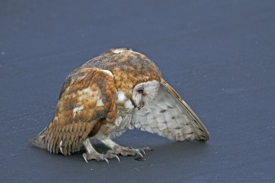 Barn Owl