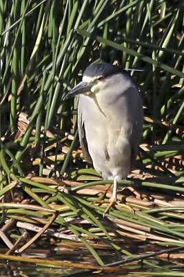 Black-crowned Night Heron