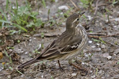 American Pipit