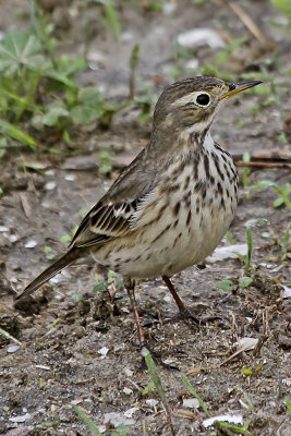 American Pipit