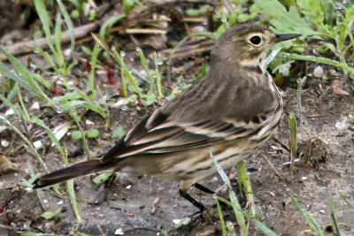 American Pipit