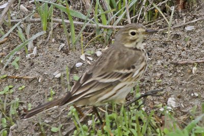 American Pipit