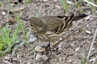 American Pipit