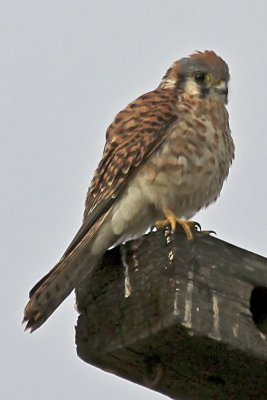 American Kestrel