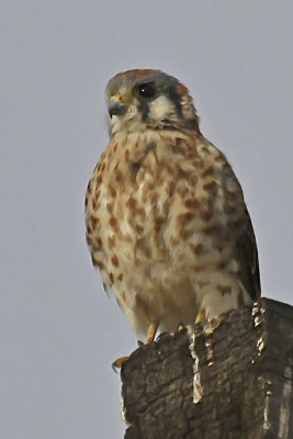 American Kestrel