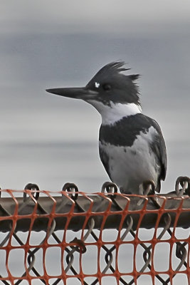 Belted Kingfisher