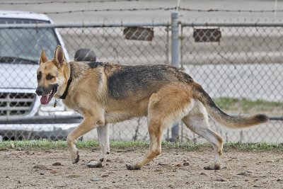 German Shepherd