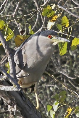 Black-crowned Night Heron