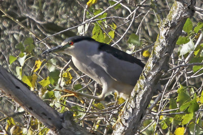 Black-crowned Night Heron