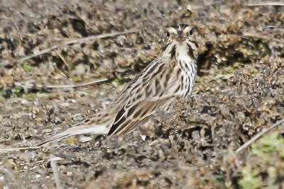 Savannah Sparrow