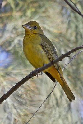 Summer Tanager (female)