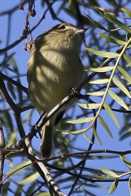 Hutton's Vireo