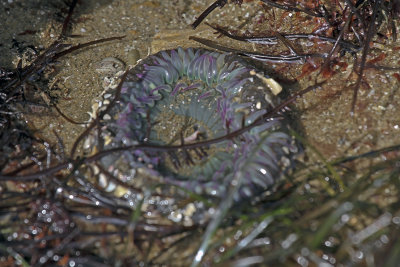 Giant Sea Anemone