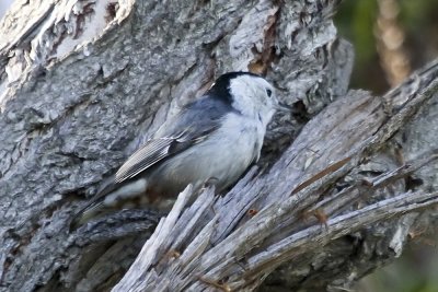 White-breasted Nuthatch