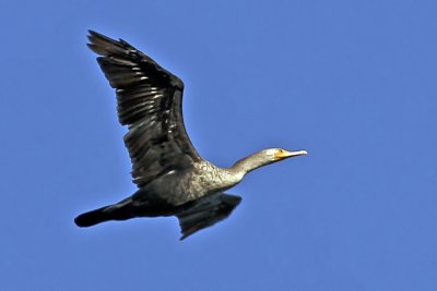 Double-ctested Cormorant