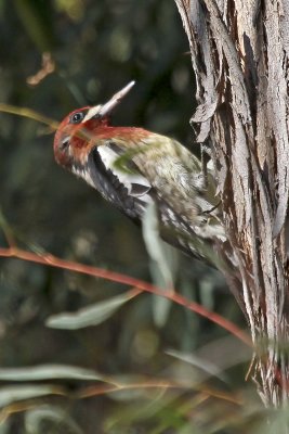 Red-breasted Sapsucker