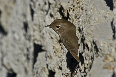 Hermit Thrush